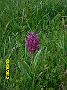 varie foto 1297